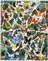 files_news_1000_Butterflies[f76ff4c0f2d74d7fb601fffb89ca7fec].jpg